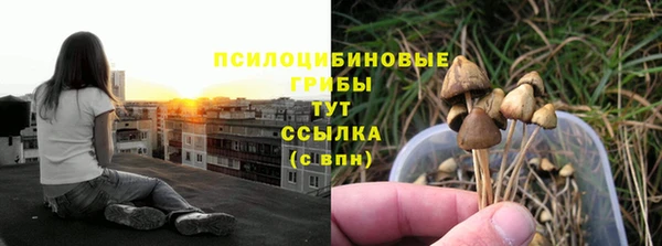 ПСИЛОЦИБИНОВЫЕ ГРИБЫ Абаза