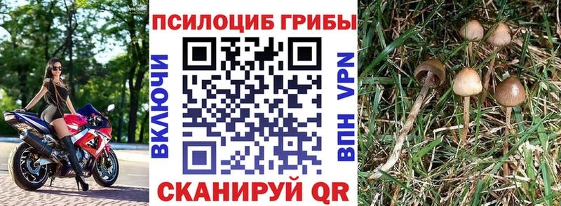 Галлюциногенные грибы Cubensis  Правдинск 